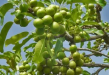 Bénin/Campagne de commercialisation de Karité: L’ ANTK salue l’augmentation de la taxe à l’exportation