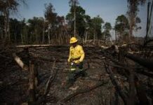 COP30 au Brésil : Entre engagements ambitieux et espoirs pour l’Afrique de l’Ouest