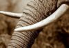 Bénin/Trafic illicite d’ivoire d’éléphants: Des millions de dollars en jeu Complicité et gros bonnets/ Asie, principale destination
