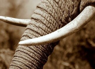 Bénin/Trafic illicite d’ivoire d’éléphants: Des millions de dollars en jeu Complicité et gros bonnets/ Asie, principale destination