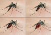 Santé: Comprendre le virus Zika