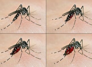 Santé: Comprendre le virus Zika