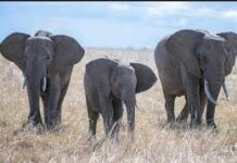 Djougou: Trois éléphants en divagation à Founga 2