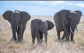 Djougou: Trois éléphants en divagation à Founga 2