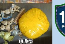 Trafic de drogue: Un couple arrêté en possession de chanvre indien à Bassila