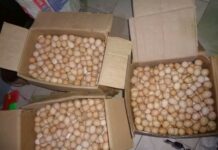 Vulgarisation des techniques d’élevage amélioré des volailles: A cœur ouvert avec Machoud Mama