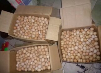 Vulgarisation des techniques d’élevage amélioré des volailles: A cœur ouvert avec Machoud Mama