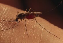 Eradiquer la malaria à la source: Le Bénin passe à l’offensive