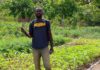Agriculture au Nord Bénin: A Djougou, Dramane Mounirou fait germer l’espoir avec Yaou’s Farm