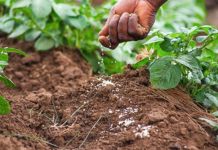 Campagne agricole 2026-2027: Top départ à N’Dali, le grand saut vers l’autosuffisance dès ce jour