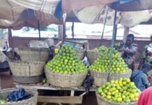 Bénin Le prix de l’orange en forte baisse sur le marché (Un fruit à consommer avec modération)