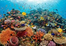 Découverte de récifs coralliens au Bénin Un trésor caché sous les vagues, une invitation à mieux connaître nos océans (Un patrimoine à protéger)