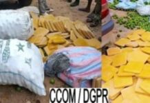 Trafic de stupéfiants déjoué 226 plaquettes de chanvre cachées sous des oranges interceptées à Parakou