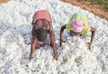 Campagne 2025-2026 : Coton, Le Bénin confirme sa suprématie régionale (Malgré la baisse des volumes)