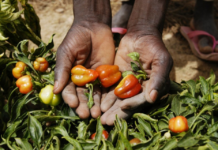 Rapport 2026 sur la faim : L’Afrique demeure le principal foyer de préoccupation