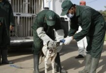 Le Maroc se dote d’un cadre légal pour les animaux errants